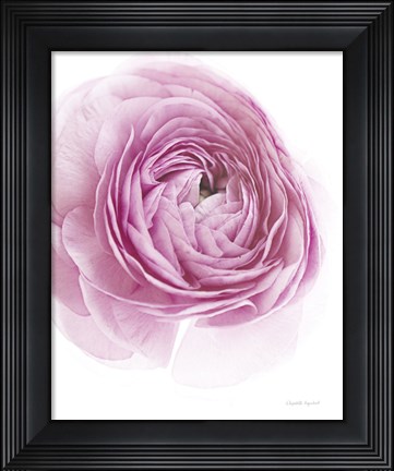 Framed Pink Lady III Print