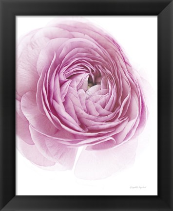 Framed Pink Lady III Print