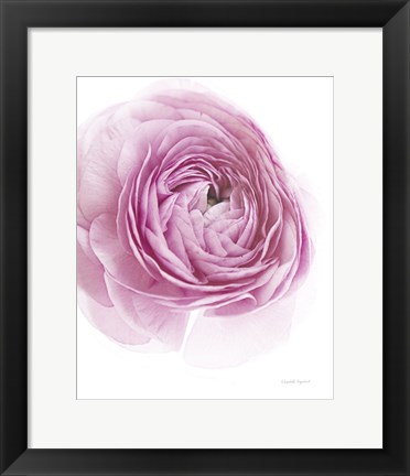 Framed Pink Lady III Print