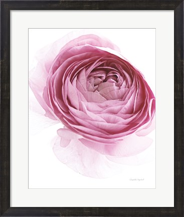 Framed Pink Lady IV Print