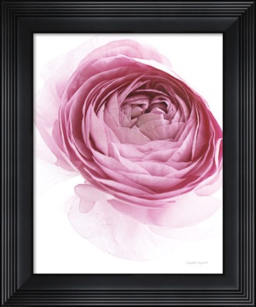 Framed Pink Lady IV Print