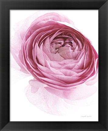 Framed Pink Lady IV Print