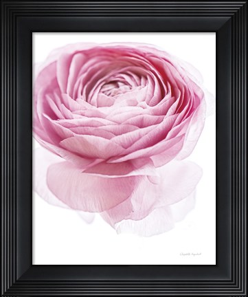 Framed Pink Lady I Print