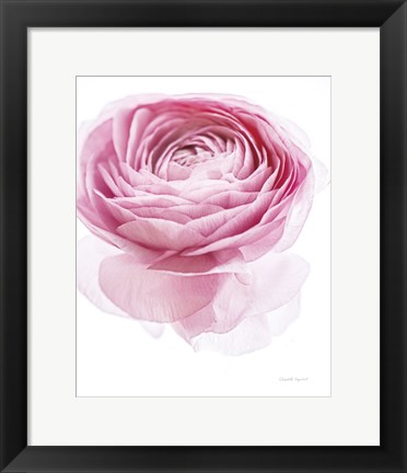 Framed Pink Lady I Print