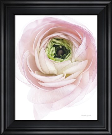 Framed Pink Lady II Print