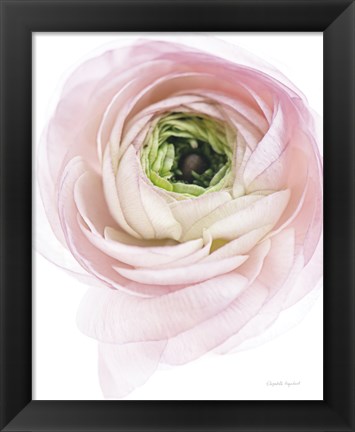 Framed Pink Lady II Print