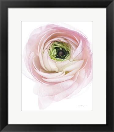 Framed Pink Lady II Print