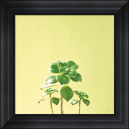 Framed Succulent Simplicity IX Print