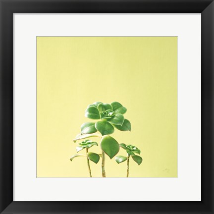 Framed Succulent Simplicity IX Print