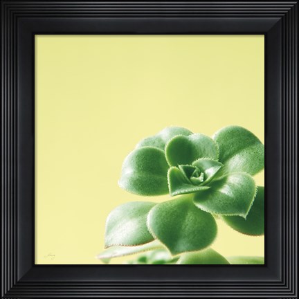 Framed Succulent Simplicity VIII Print