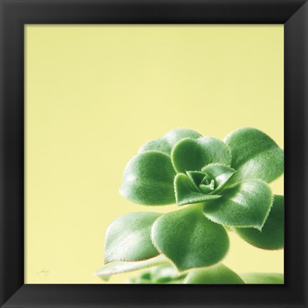 Framed Succulent Simplicity VIII Print