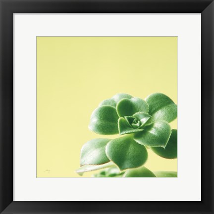 Framed Succulent Simplicity VIII Print