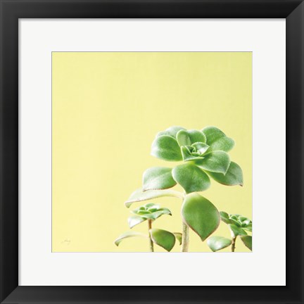 Framed Succulent Simplicity X Print