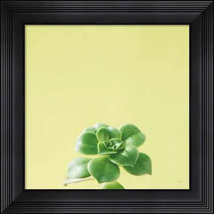 Framed Succulent Simplicity VII Print
