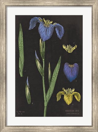Framed Iris Chart Print