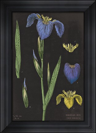 Framed Iris Chart Print