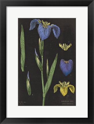 Framed Iris Chart Print