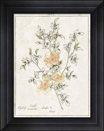 Framed Flowers on White II with Words Print