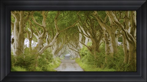 Framed Dark Hedges, Ireland Print