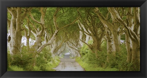 Framed Dark Hedges, Ireland Print