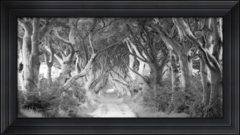 Framed Dark Hedges, Ireland (BW) Print