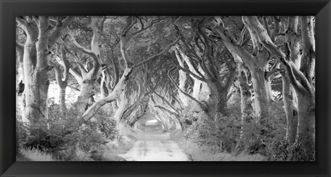 Framed Dark Hedges, Ireland (BW) Print