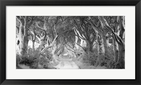 Framed Dark Hedges, Ireland (BW) Print