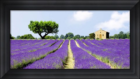 Framed Lavender Fields, France Print