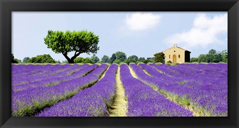 Framed Lavender Fields, France Print