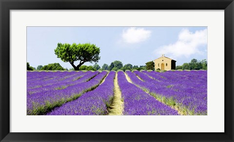 Framed Lavender Fields, France Print