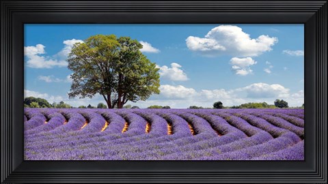 Framed Lavender Field in Provence, France Print