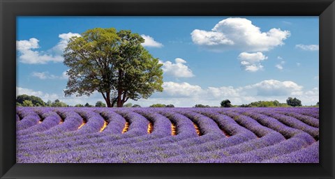 Framed Lavender Field in Provence, France Print