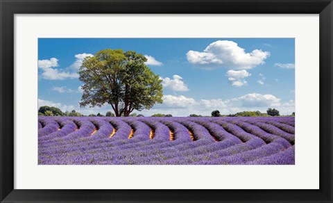 Framed Lavender Field in Provence, France Print