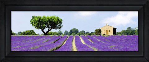 Framed Lavender Fields, France Print