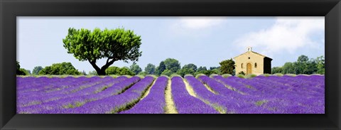 Framed Lavender Fields, France Print