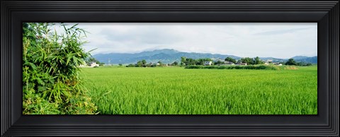 Framed Rice Field at Sunrise, Kyushu, Japan Print