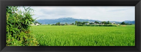 Framed Rice Field at Sunrise, Kyushu, Japan Print