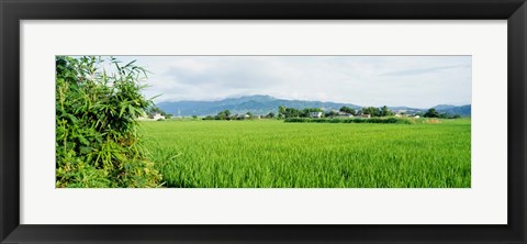 Framed Rice Field at Sunrise, Kyushu, Japan Print