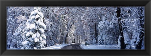 Framed Road passing through Snowy Forest in Winter, Yosemite National Park, California Print