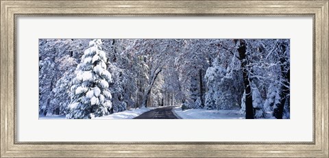 Framed Road passing through Snowy Forest in Winter, Yosemite National Park, California Print