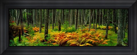 Framed Cinnamon Ferns and Red Spruce Trees in Autumn, Acadia National Park, Maine Print