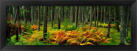 Framed Cinnamon Ferns and Red Spruce Trees in Autumn, Acadia National Park, Maine Print