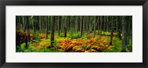 Framed Cinnamon Ferns and Red Spruce Trees in Autumn, Acadia National Park, Maine Print