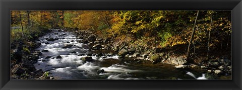 Framed River Flowing through a Forest, Chittenango Creek, New York State Print