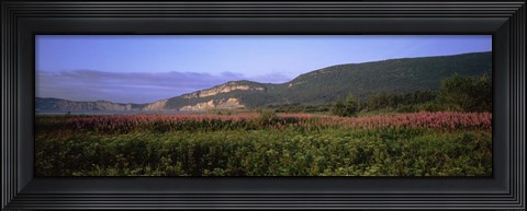 Framed Flowers in Cap Bon Ami, Forillon National Park, Quebec, Canada Print