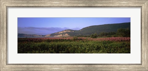 Framed Flowers in Cap Bon Ami, Forillon National Park, Quebec, Canada Print