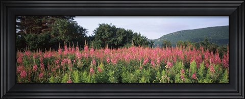 Framed Purple Loosestrife Flowers in a Field, Forillon National Park, Quebec, Canada Print