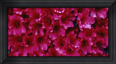 Framed Red Azaleas, Sacramento, California Print