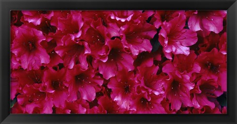 Framed Red Azaleas, Sacramento, California Print