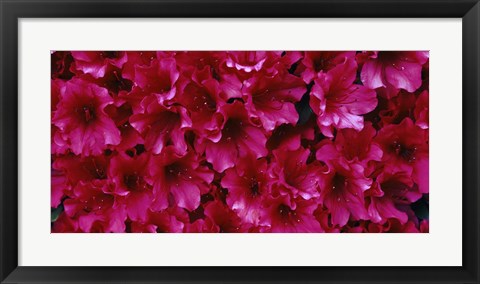 Framed Red Azaleas, Sacramento, California Print